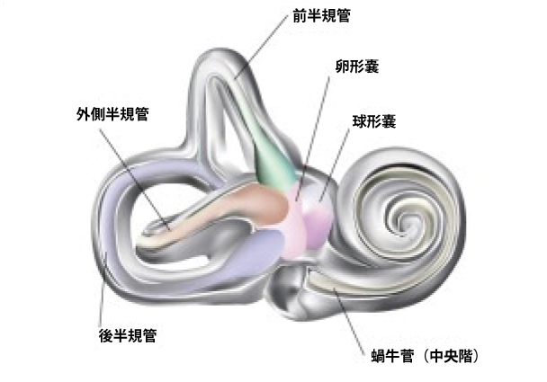 内耳構造